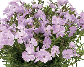 Plamenka šídlatá 'Phloxtrot Pink'