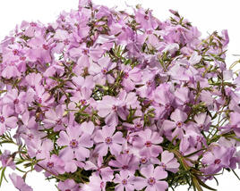 Plamenka šídlovitá 'GoldiPhlox Light Pink'
