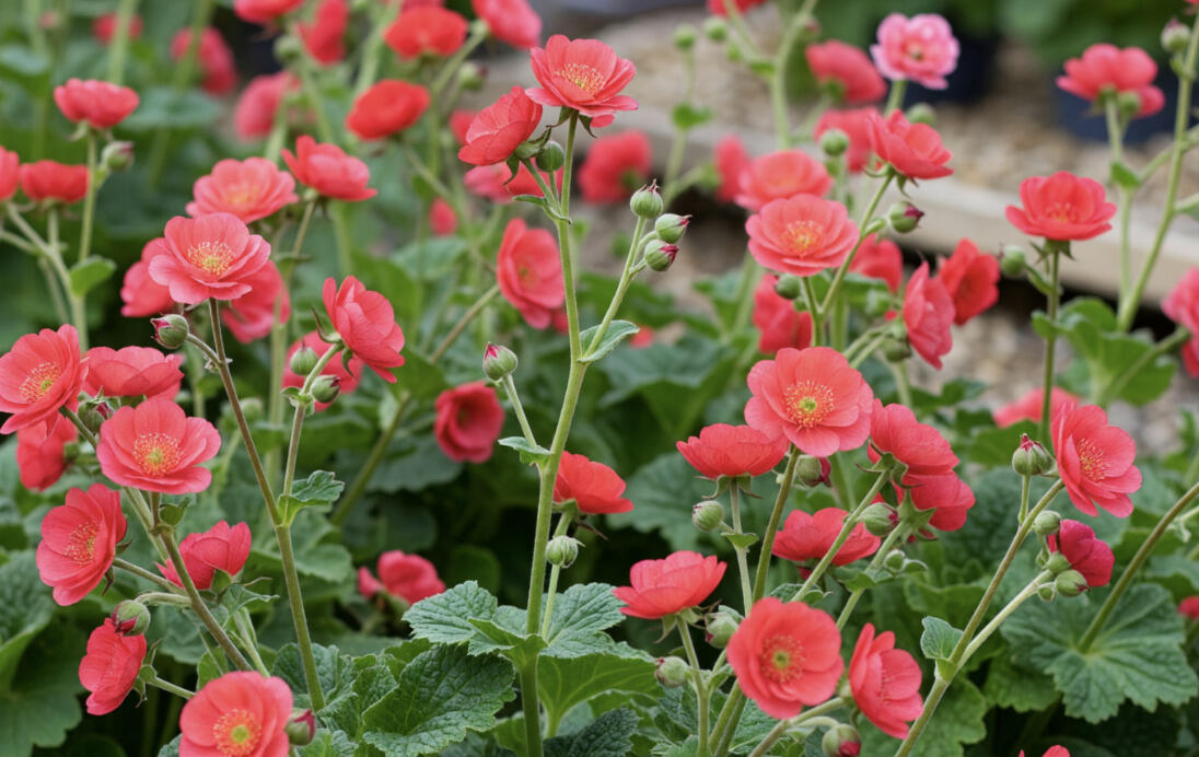 Kuklík 'Tempo Coral' - Geum 'Tempo Coral'
