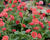 Kuklík 'Tempo Coral'