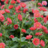 Geum 'Tempo Coral'.png