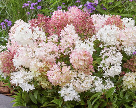 Hortenzie latnatá 'Groundbreaker Blush'