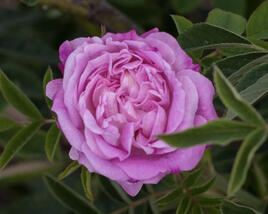 Růže damašská 'Blush Damask'
