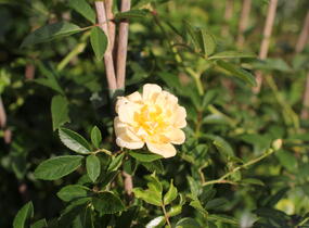 Růže pnoucí Kordes 'Siluetta Sunny' - Rosa PN 'Siluetta Sunny'