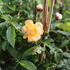 Rosa_PK_Siluetta_Sunny_4.JPG
