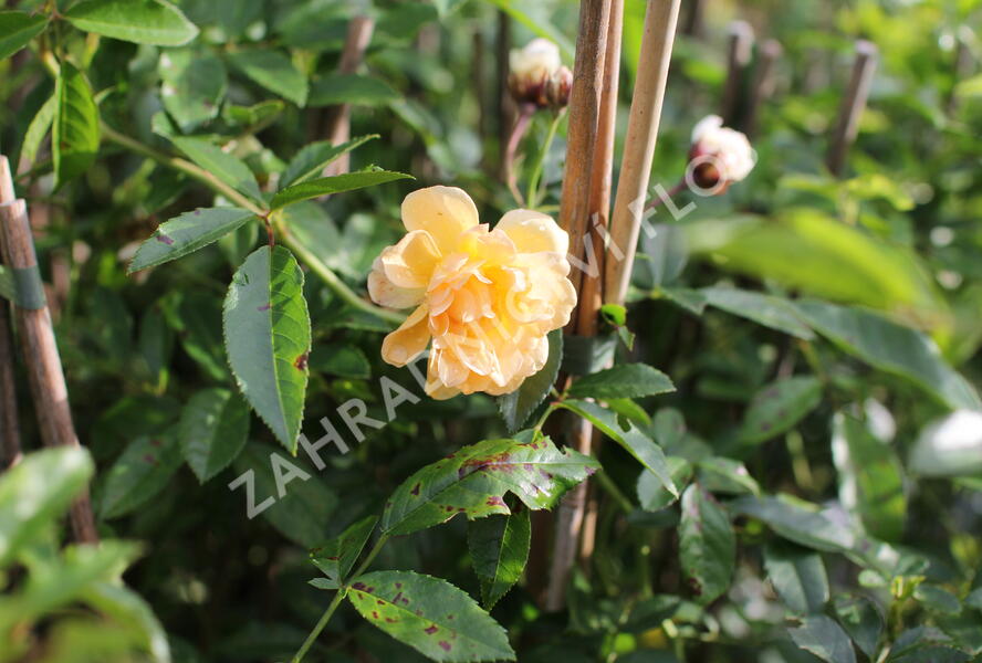 Růže pnoucí Kordes 'Siluetta Sunny' - Rosa PN 'Siluetta Sunny'