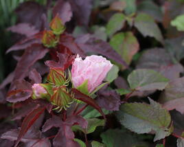 Ibišek bahenní 'Plum Crazy'