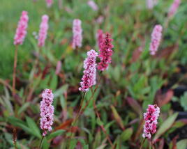 Rdesno 'Darjeeling Red'
