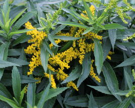 Zlatobýl 'Golden Dwarf'