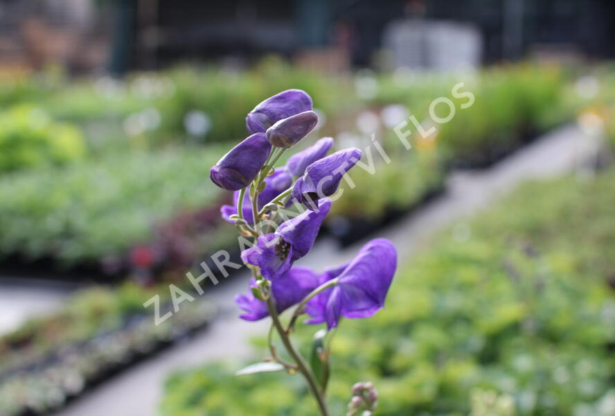 Oměj Henryův 'Spark's Variety' - Aconitum henryi 'Spark's Variety'