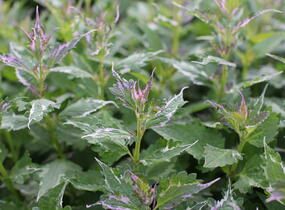 Agastache 'Crazy Fortune' - Agastache hybrida 'Crazy Fortune'