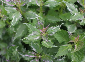 Agastache 'Crazy Fortune' - Agastache hybrida 'Crazy Fortune'