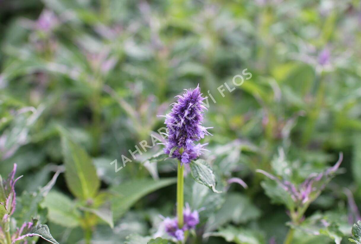 Agastache 'Crazy Fortune' - Agastache hybrida 'Crazy Fortune'