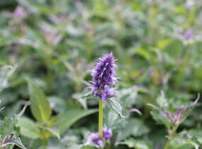 Agastache 'Crazy Fortune' - Agastache hybrida 'Crazy Fortune'
