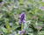 Agastache 'Crazy Fortune'