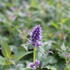 Agastache_Crazy_Fortune_3.JPG