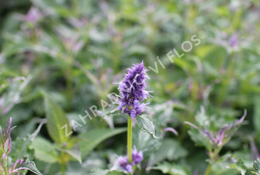 Agastache 'Crazy Fortune' - Agastache hybrida 'Crazy Fortune'