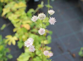 Jarmanka větší 'Rosa Lee' - Astrantia major 'Rosa Lee'