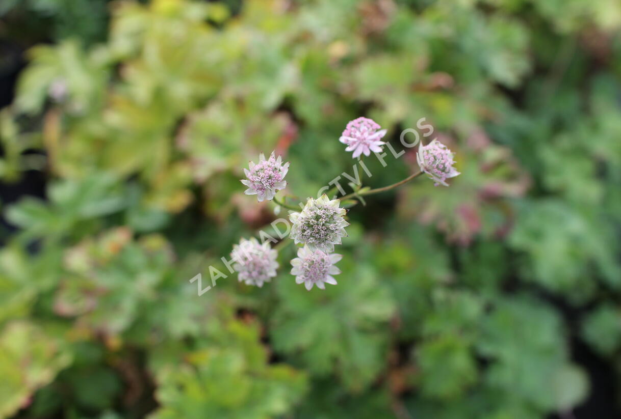 Jarmanka větší 'Rosa Lee' - Astrantia major 'Rosa Lee'
