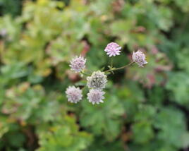 Jarmanka větší 'Rosa Lee'
