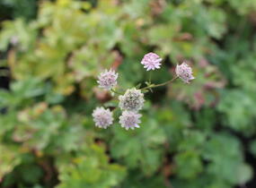 Jarmanka větší 'Rosa Lee' - Astrantia major 'Rosa Lee'
