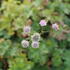 Astrantia_major_Rosa_Lee_2.JPG