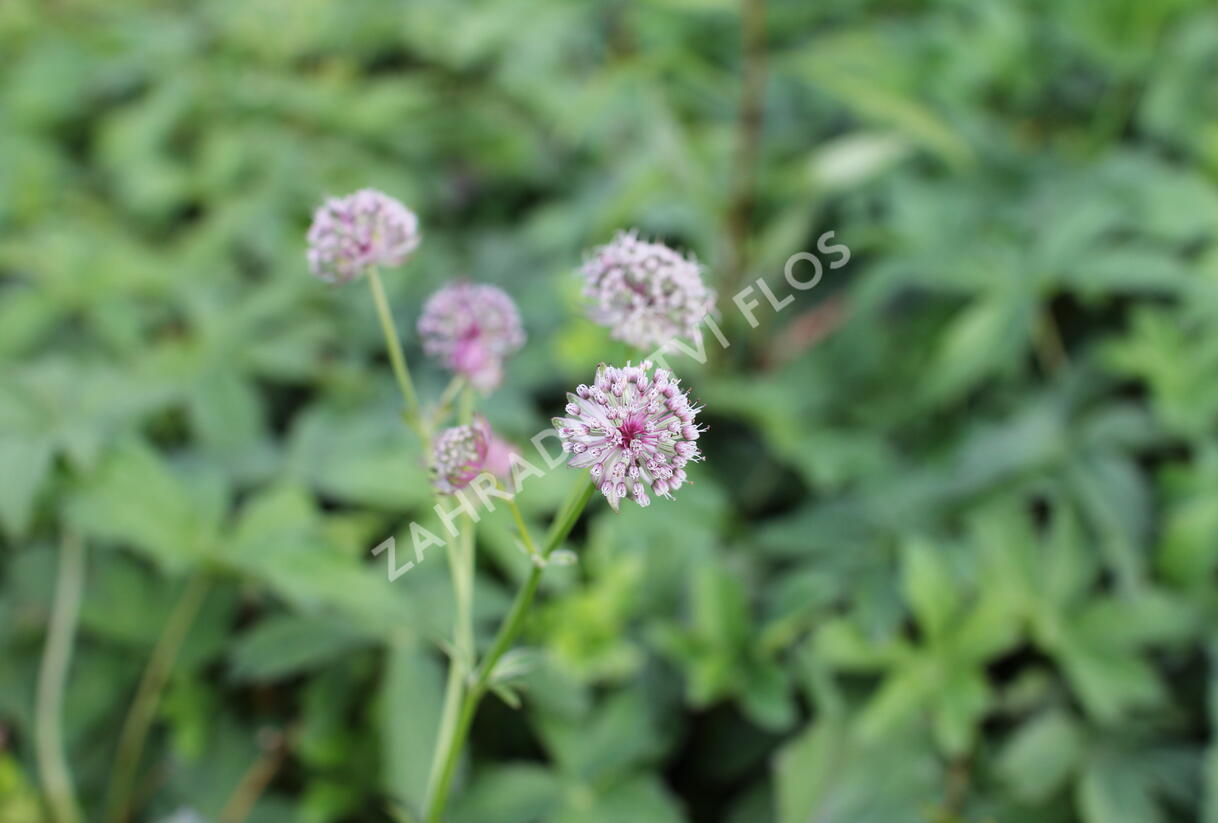 Jarmanka větší 'Ruby Cloud' - Astrantia major 'Ruby Cloud'