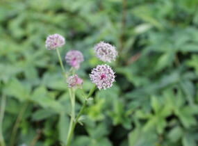 Jarmanka větší 'Ruby Cloud' - Astrantia major 'Ruby Cloud'