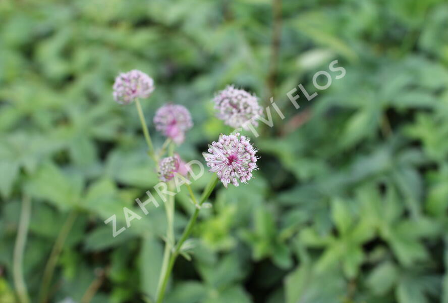 Jarmanka větší 'Ruby Cloud' - Astrantia major 'Ruby Cloud'