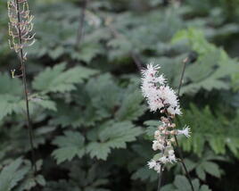 Ploštičník hroznatý 'Atropurpurea'