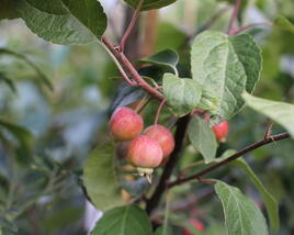 Jabloň okrasná 'Madonna'