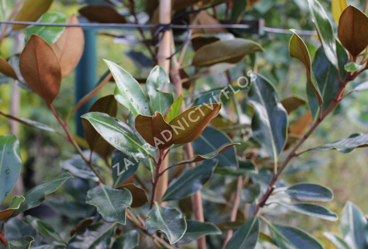 Šácholan velkokvětý 'Little Gem' - Magnolia grandiflora 'Little Gem'