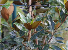 Šácholan velkokvětý 'Little Gem' - Magnolia grandiflora 'Little Gem'