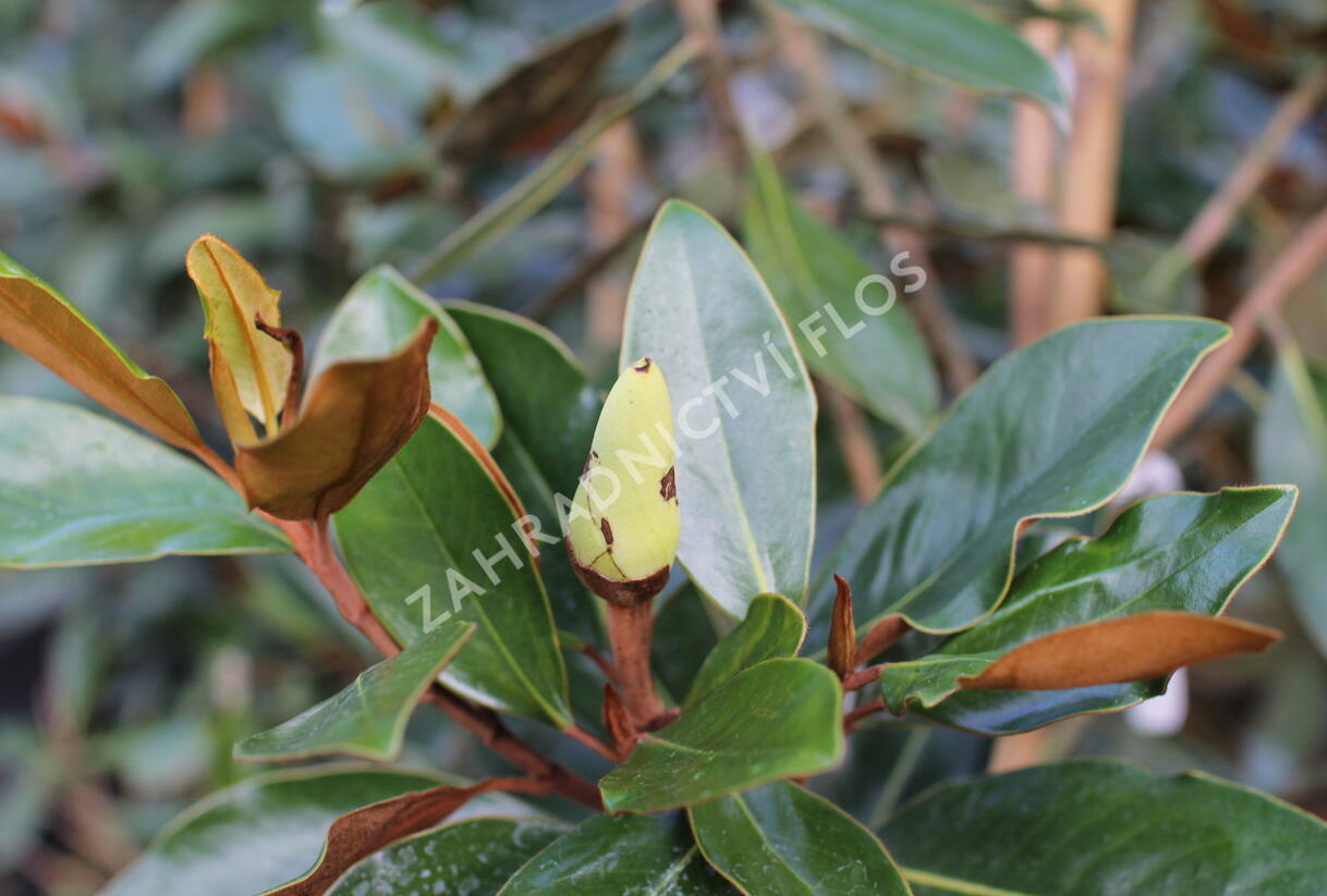 Šácholan velkokvětý 'Little Gem' - Magnolia grandiflora 'Little Gem'