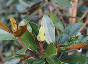 Šácholan velkokvětý 'Little Gem' - Magnolia grandiflora 'Little Gem'