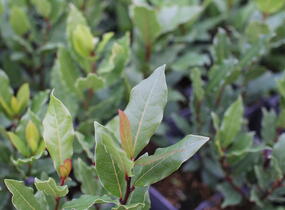 Vavřín vznešený - Laurus nobilis