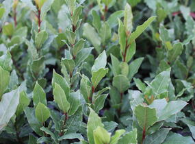 Vavřín vznešený - Laurus nobilis