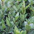 Laurus_nobilis_2.JPG