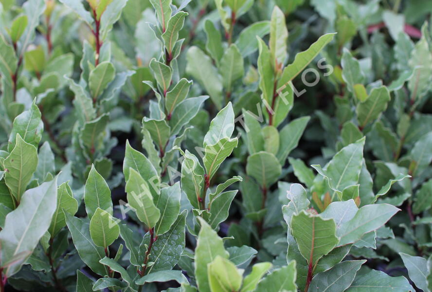 Vavřín vznešený - Laurus nobilis