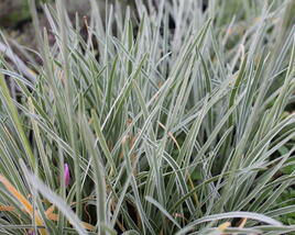 Tulbagie, česnek pokojový 'Variegata'