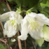 Clematis cirrhosa 'Jingle Bells'.png