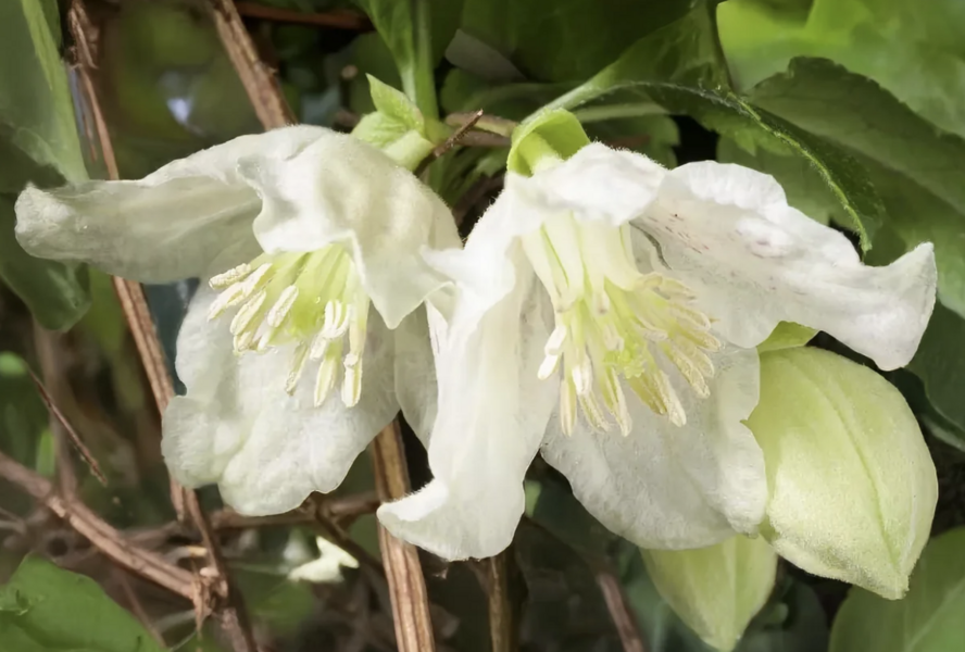 Plamének 'Jingle Bells' - Clematis cirrhosa 'Jingle Bells'