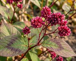 Rdesno 'Indian Summer'