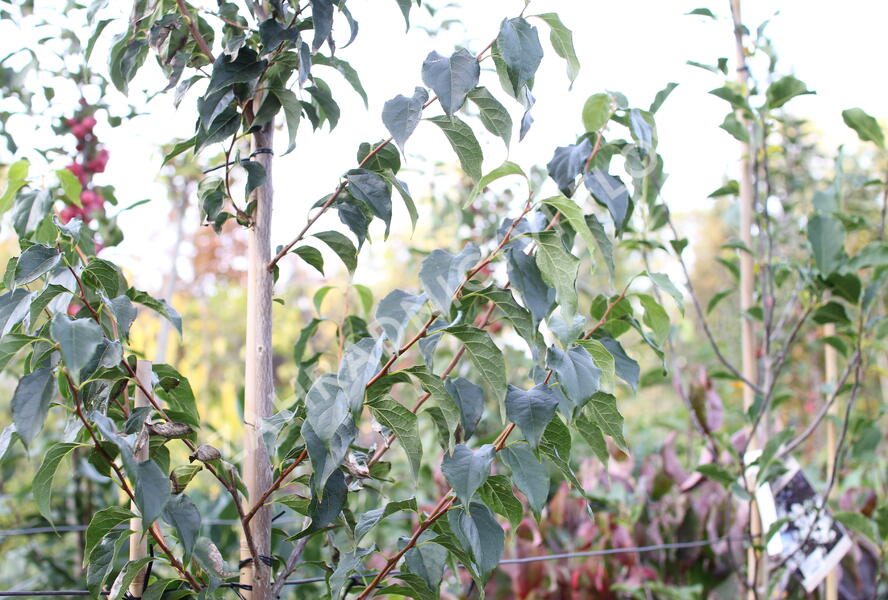 Sturač japonský 'Snow Cone' - Styrax japonicus 'Snow Cone'