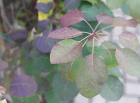 Ruj 'Flame' - Cotinus 'Flame'