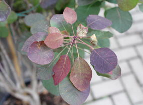 Ruj 'Flame' - Cotinus 'Flame'