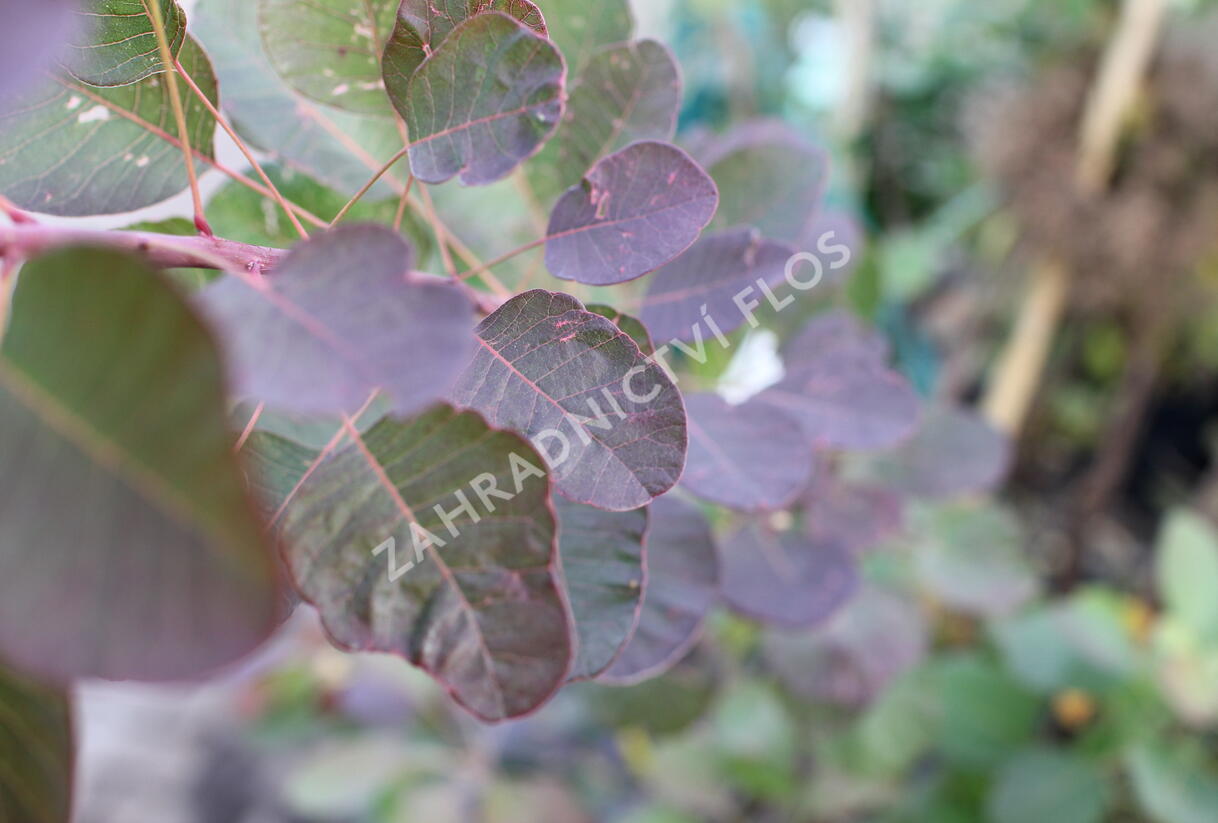 Ruj 'Flame' - Cotinus 'Flame'