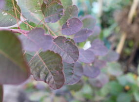 Ruj 'Flame' - Cotinus 'Flame'