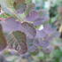 Cotinus 'Flame'_3.JPG