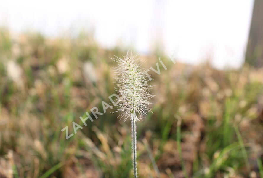 Dochan psárkovitý 'Hameln Dwarf' - Pennisetum alopecuroides 'Hameln Dwarf'